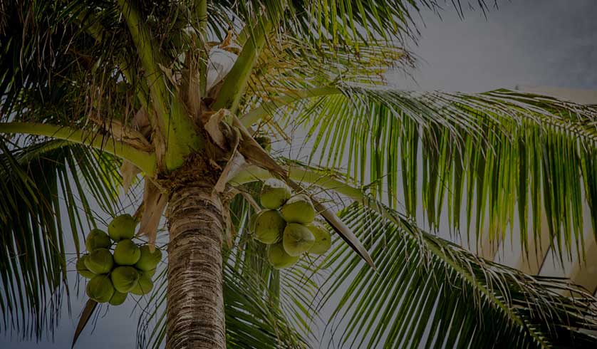 GAANIGAS SAMRUDDHI TAILA coconut farm