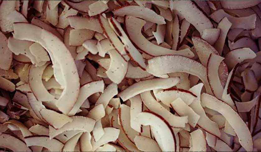 GAANIGAS SAMRUDDHI TAILA crushing