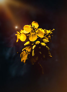 GAANIGAS SAMRUDDHI TAILA mustard oil2
